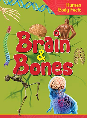 Human Body Facts : Brain & Bones
