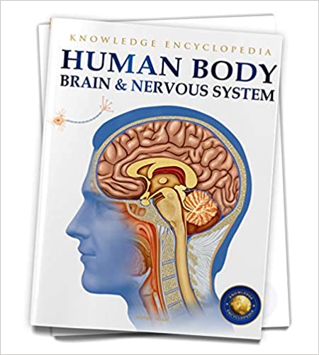 Knowledge Encyclopedia : Human Body - Brain And Nervous System