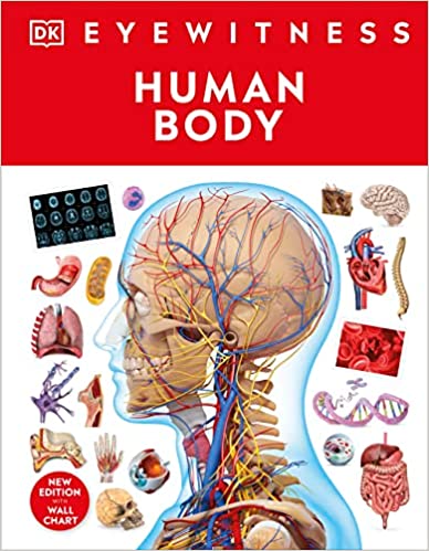 Human Body (Eyewitness)