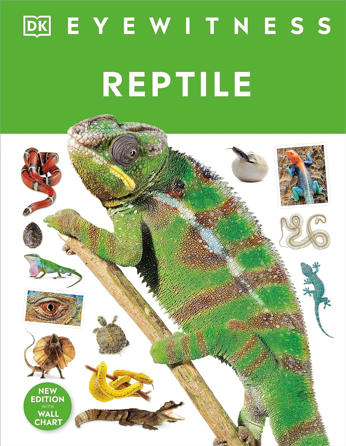 Reptile : (DK Eyewitness)